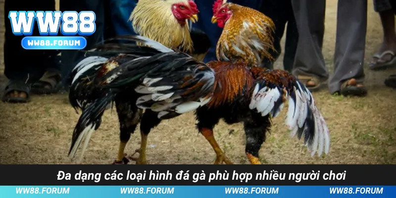 Đa dạng các loại hình đá gà phù hợp nhiều người chơi