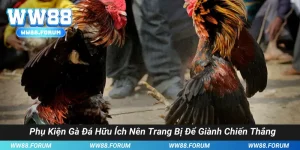 Phụ Kiện Gà Đá Hữu Ích Nên Trang Bị Để Giành Chiến Thắng