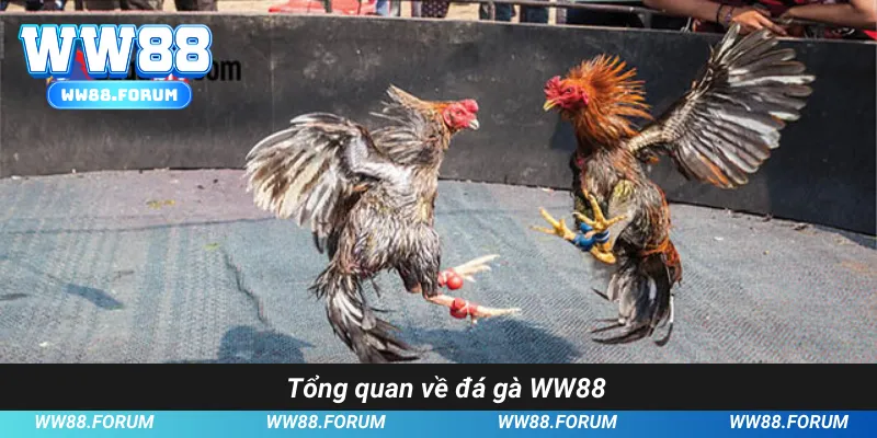 Tổng quan về đá gà WW88