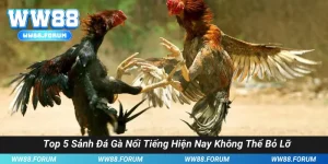Top 5 Sảnh Đá Gà Nổi Tiếng Hiện Nay Không Thể Bỏ Lỡ