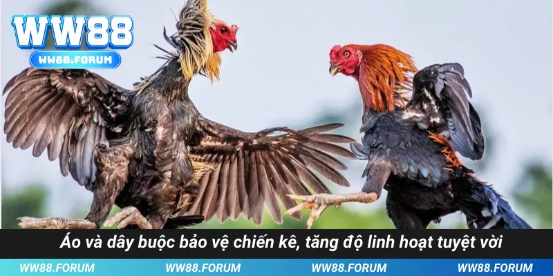 Áo và dây buộc bảo vệ chiến kê, tăng độ linh hoạt tuyệt vời