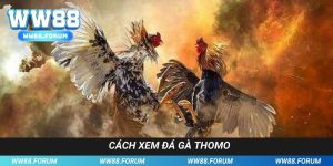 Cách Xem Đá Gà Thomo - Hướng Dẫn Thành Viên Theo Dõi So Tài