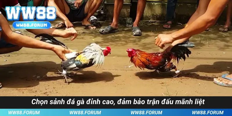 Chọn sảnh đá gà đỉnh cao, đảm bảo trận đấu mãnh liệt