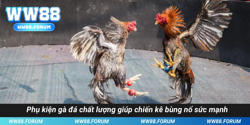 Phụ kiện gà đá chất lượng giúp chiến kê bùng nổ sức mạnh