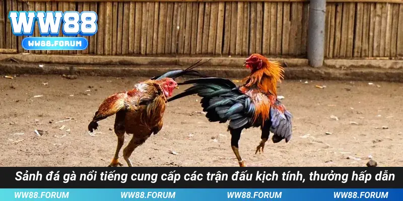 Sảnh đá gà nổi tiếng tổ chức các trận đấu nghẹt thở hấp dẫn