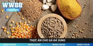 Thực Ăn Cho Gà Đá Sung - Chia Sẻ Chế Độ Dinh Dưỡng Từ Sư Kê