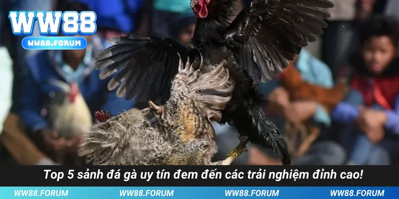 Top 5 sảnh đá gà uy tín đem đến các trải nghiệm đỉnh cao!