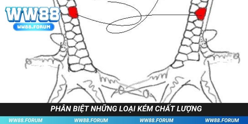 Tránh xa những thể loại không đáng để sử dụng